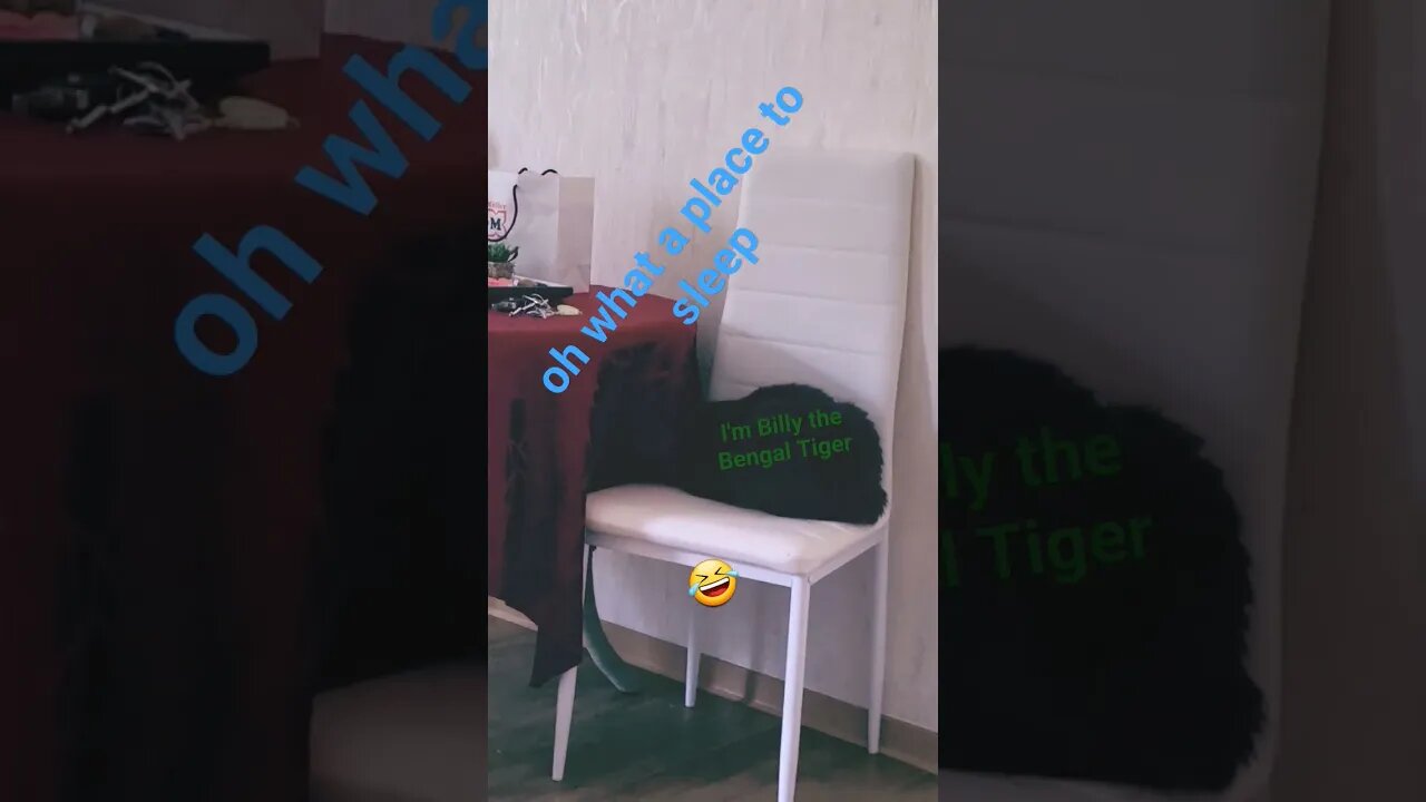 🤣I was the Bengal tiger #cat #shorts #shortsvideo #katze #catlover #bengaltiger #foryou