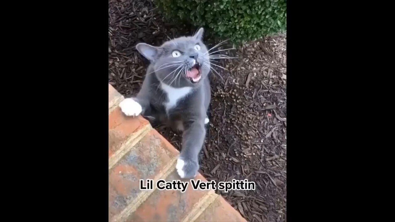 funny cats,funny,cats,cat,kitten,cute cats,funny video