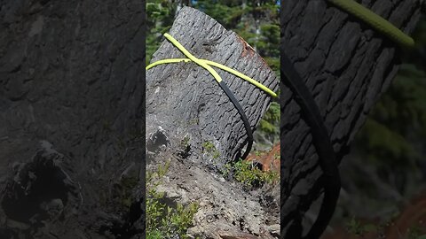 Winching a MASSIVE stump off of the trail! #offroad #toyotatundra #offroadrrcovery