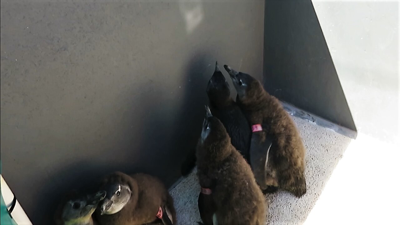 Adorable penguin chicks chase light reflection