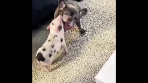 Petting the pig