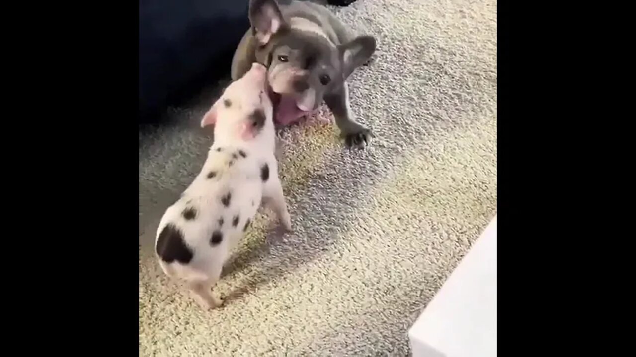 Petting the pig