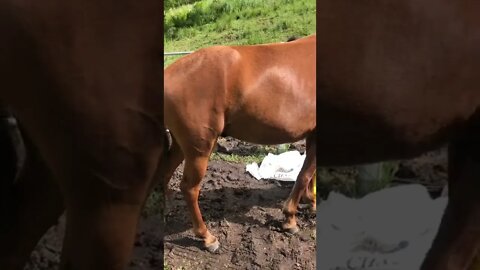 Fat brumby 🤩