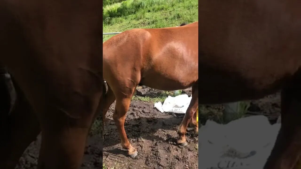 Fat brumby 🤩