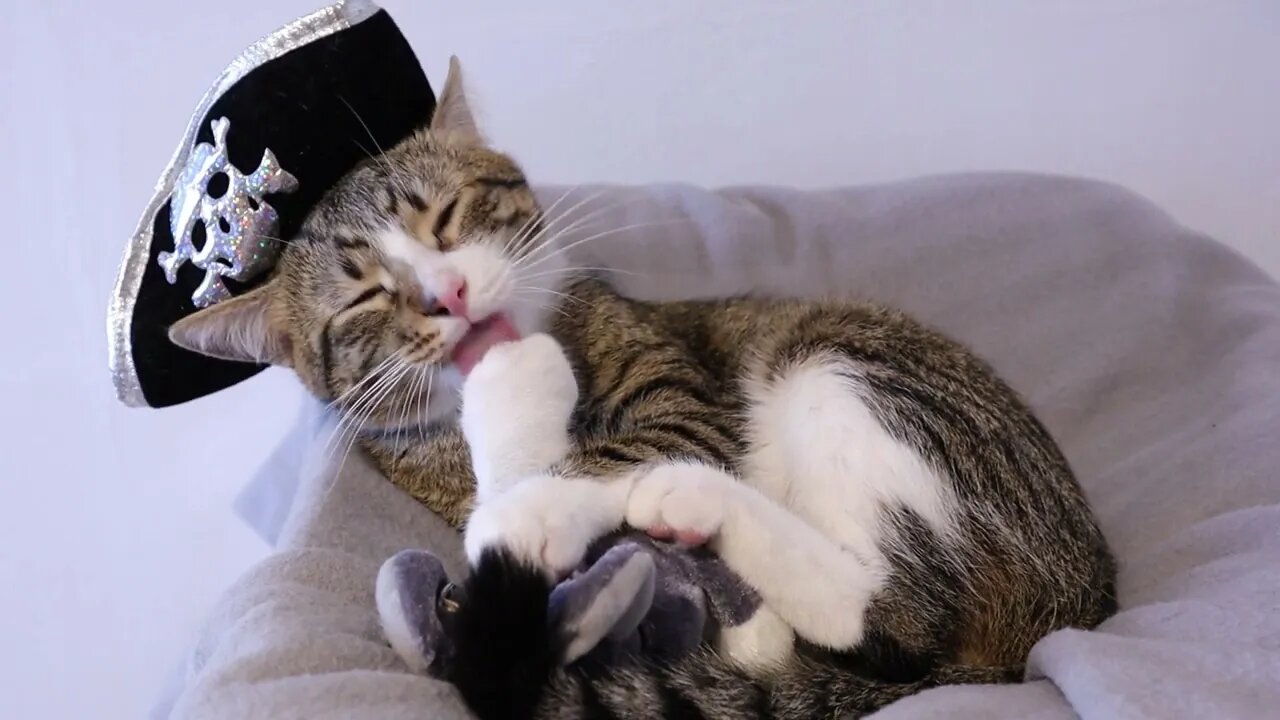 Pirate Cat Washes His White Gloves