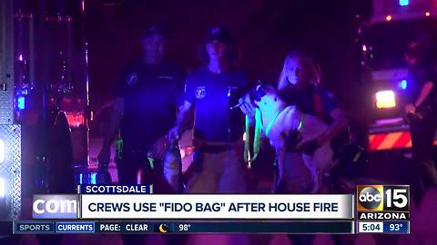 Dogs killed, others rescued from Scottsdale house fire