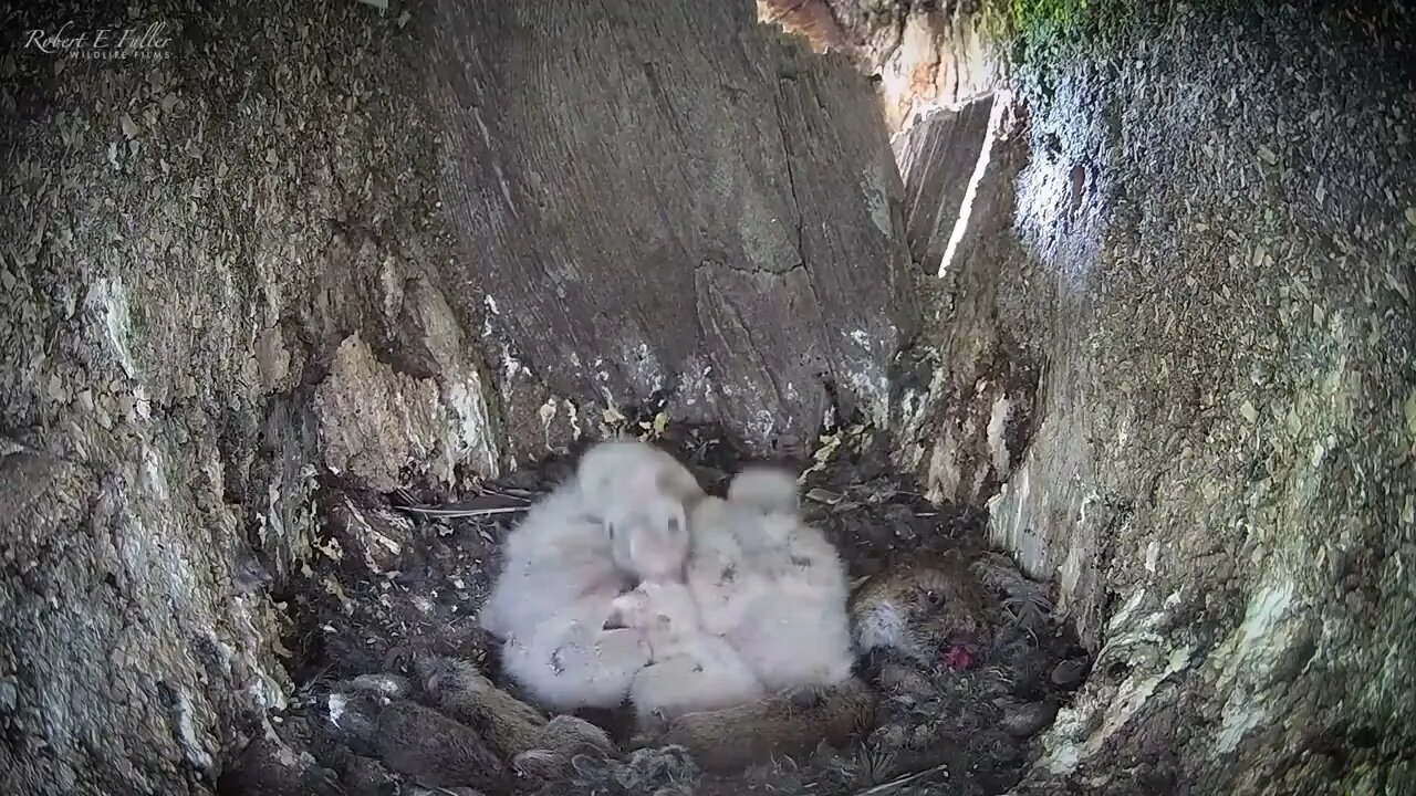 Kestrel Dad Learns to Care for Chicks After Mum Disappears-2