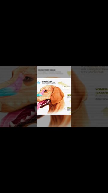 Amazing Dog Facts #shorts #youtubeshorts #facts #didyouknow #shortsfeed #shortsyoutube #viral #dog