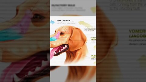 Amazing Dog Facts #shorts #youtubeshorts #facts #didyouknow #shortsfeed #shortsyoutube #viral #dog
