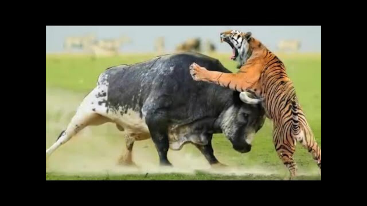 Buffalo vs Tiger real Fight to Death - Wild Animals Attack