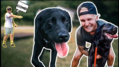How To Safely Train Yours Dog To Be Completely Off Leash!