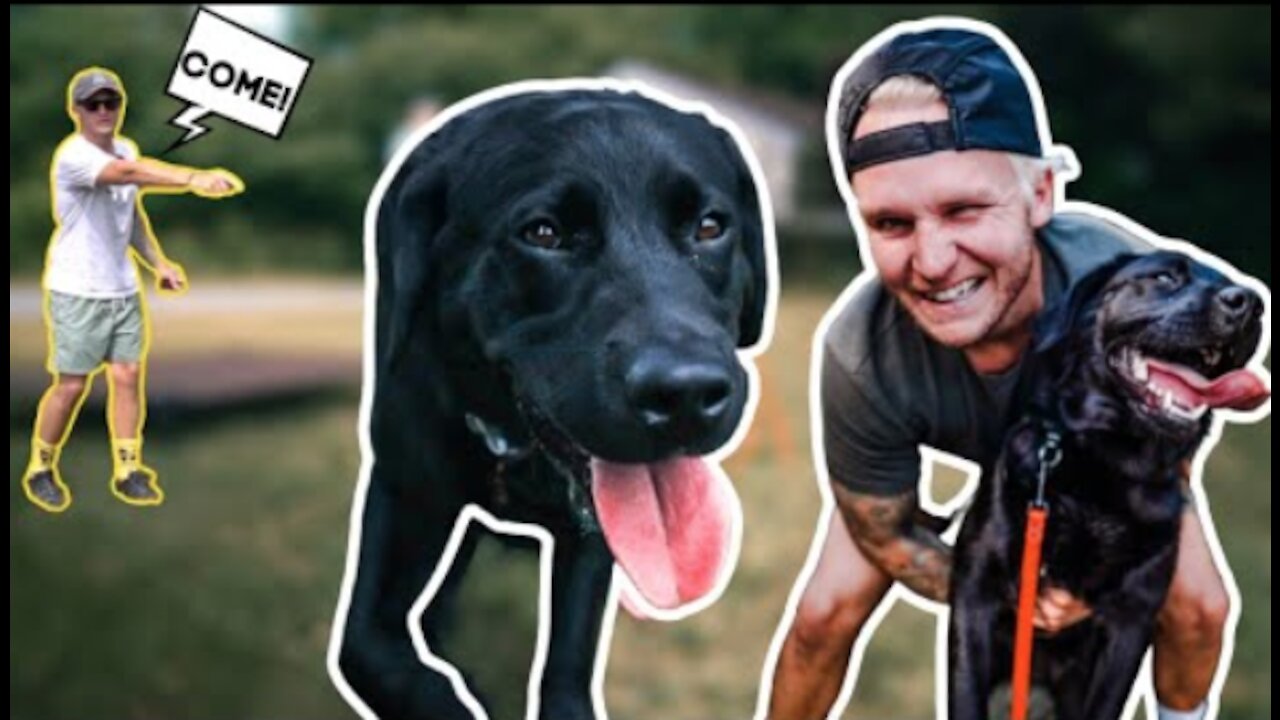 How To Safely Train Yours Dog To Be Completely Off Leash!