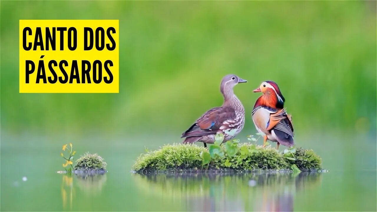 Passarinhos Cantando | 2 Horas | Sons da Natureza Para Dormir e Relaxar 🕊