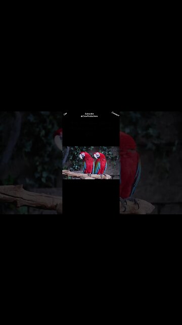 Bird Species In Costa Rica