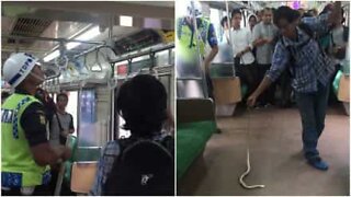 Brave commuter removes snake from packed train