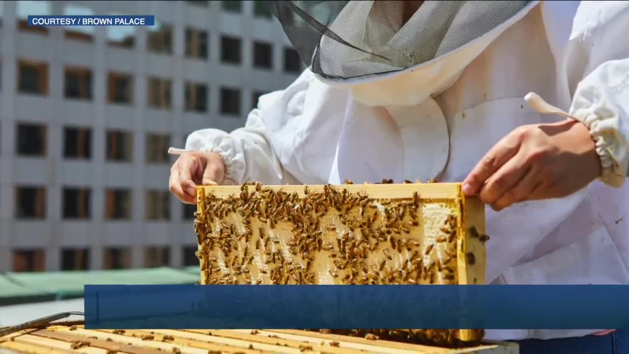 Brown Palace to extract honey from its hives