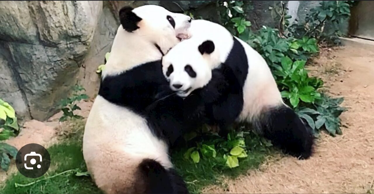 "Panda Playtime: Adorable Duo's Tree Top Antics!"