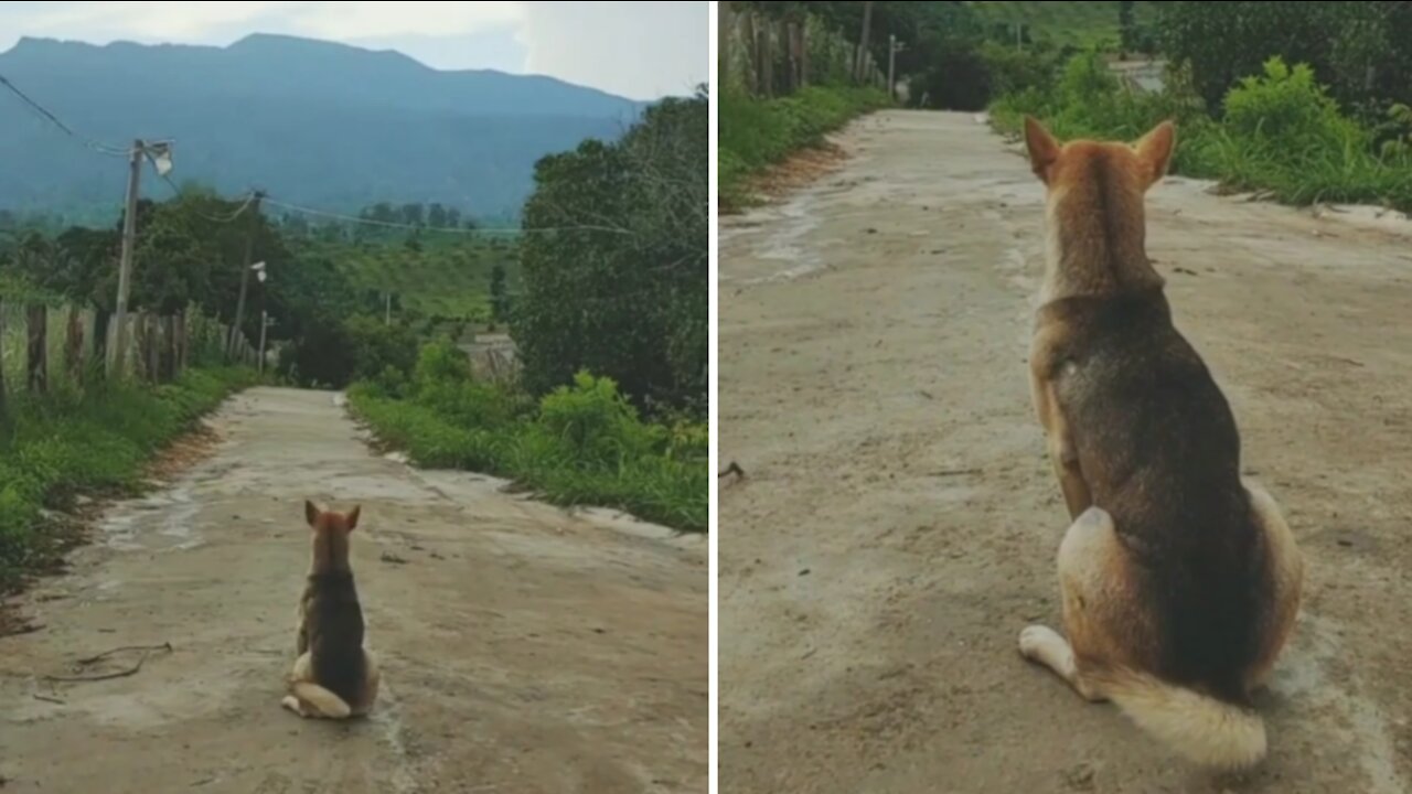 Want to have time like a dog sitting and watching the scenery