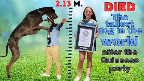 The tallest dog in the world DIED right after the Guinness party