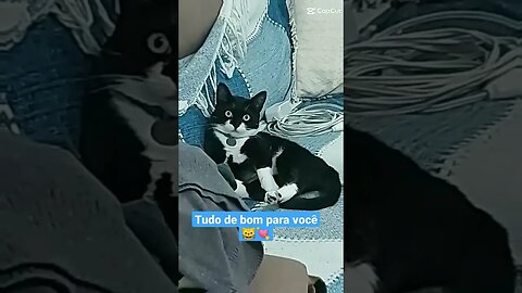 Gato Bartolomeu Tunico 😸😸