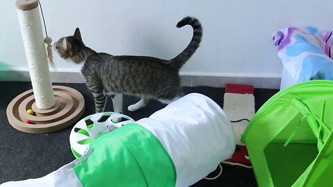 Cat Likes His Toy Corner