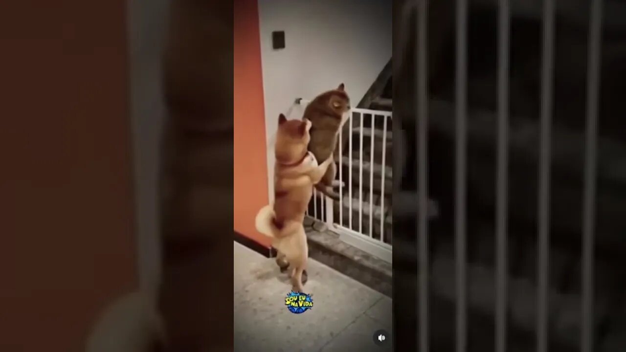 A importância de ter amigos!