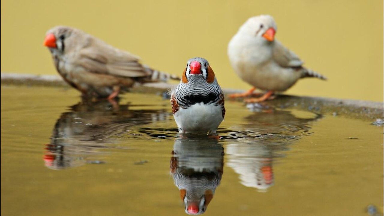 Cute Finch Birds Bath Time