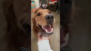 1Min Animal World #dogs #cats #pet