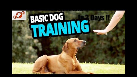 Top 10 Basic Dog Training !! In 3 Days Only 🤩