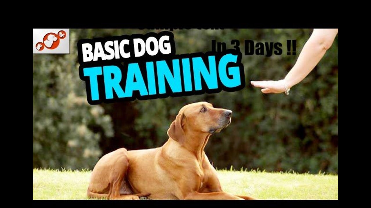 Top 10 Basic Dog Training !! In 3 Days Only 🤩