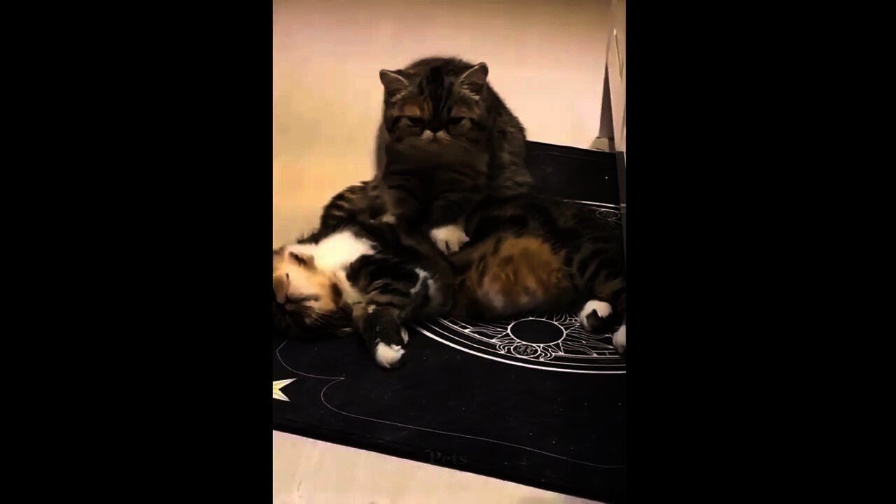 OMG So Cute Cats ♥ Best Funny Cat Videos 2021