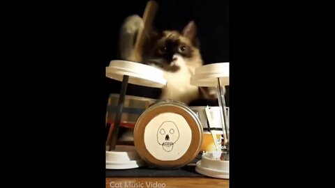 cat funny video