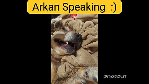 Viral Dog Talking Speaking With Owners