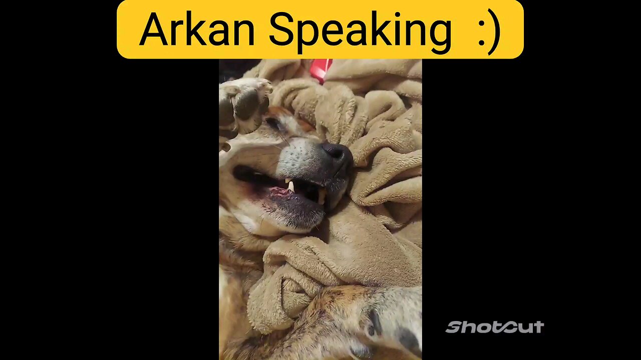 Viral Dog Talking Speaking With Owners