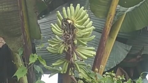 forest banana tree