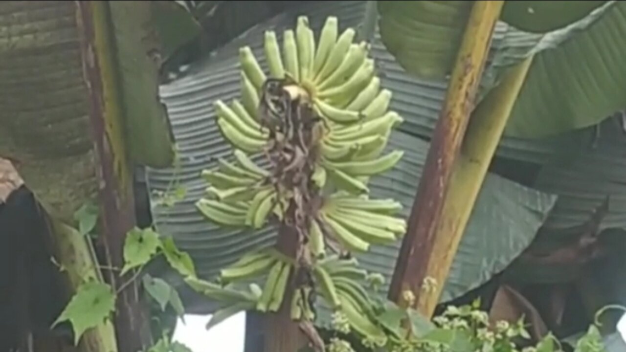 forest banana tree