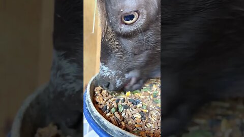 Miss Zuzu having breakfast on the milk stand #nigeriandwarfgoat #farmlife