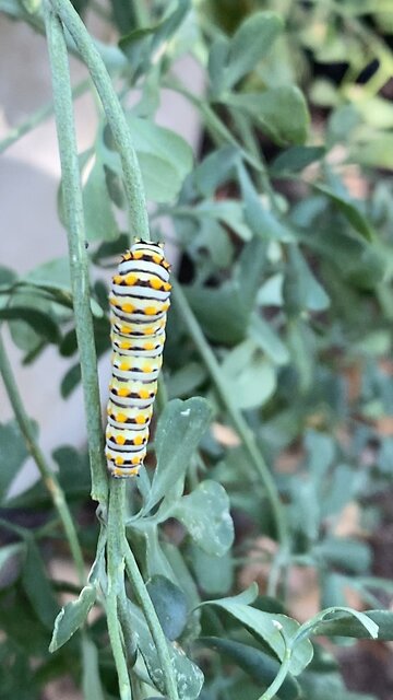 Black Swallow tail butterfly caterpillars in my garden.