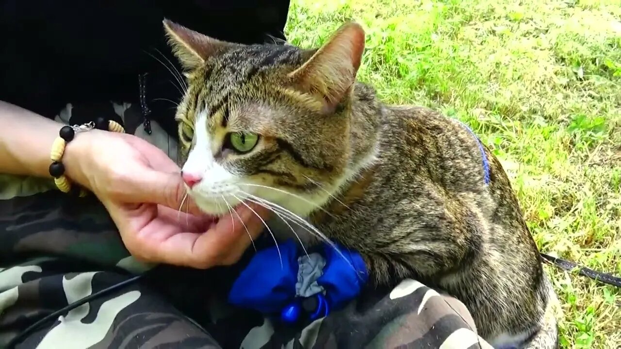 Puss in Boots Goes on a Picnic