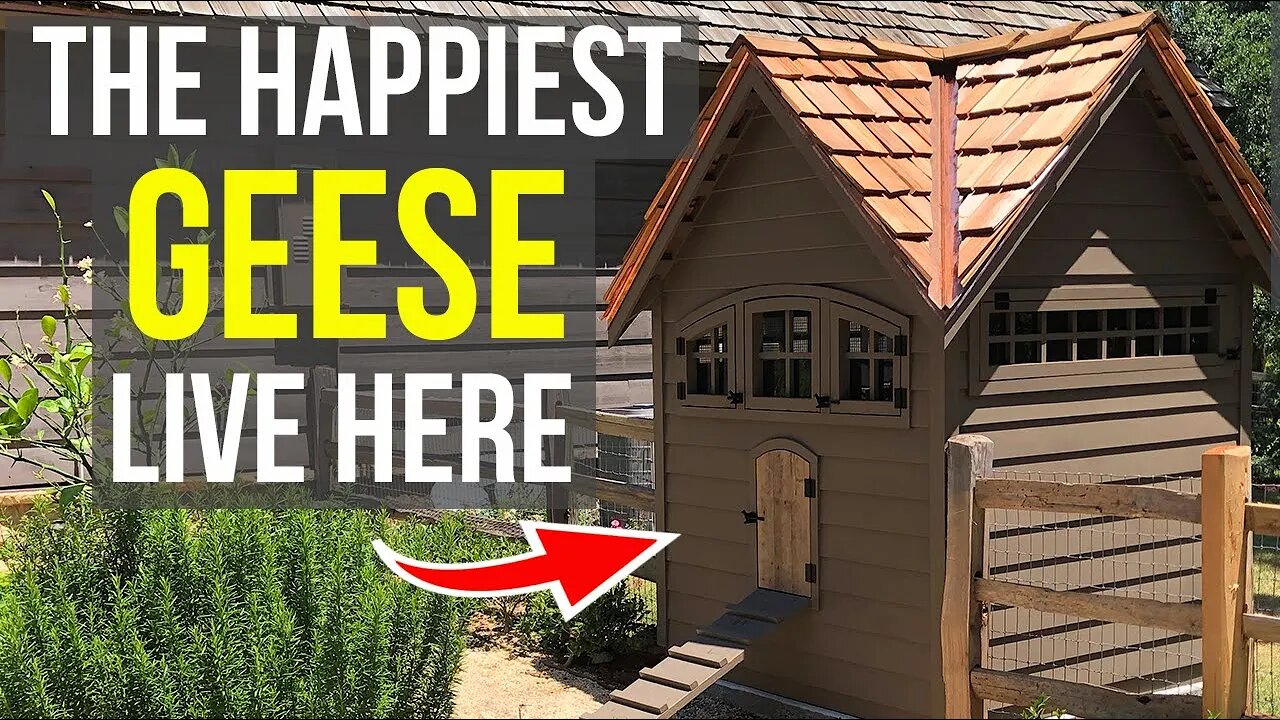 Who has got your Goose? (Goose House Tour)