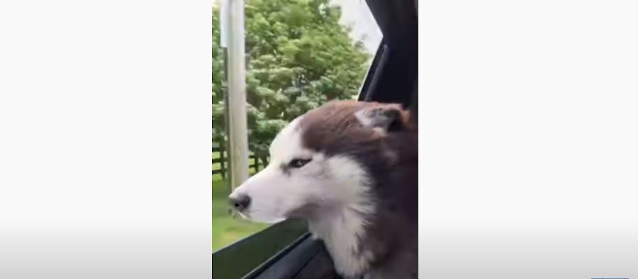 Owner send Husky to new groomer, you wont believe what happens!!