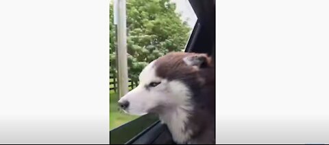 Owner send Husky to new groomer, you wont believe what happens!!