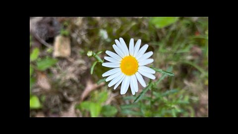 A Morning’s View | Hiking Saunders Springs #nature #adventure