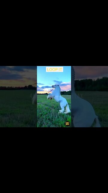 Beautiful Horse 4K Ultra HD - beautiful wild horses 4k ultra hd, collection of beautiful horses uhd