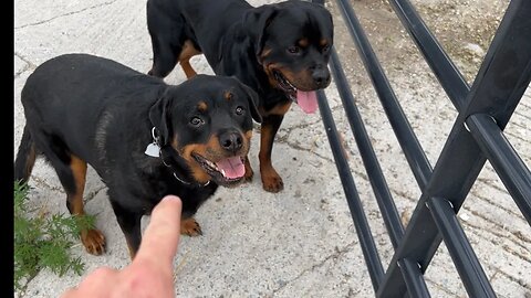 Rottweiler Training