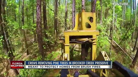 Pinellas Co. chopping down thousands of trees to prevent brush fires
