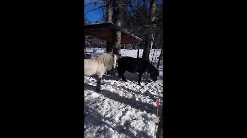 Ti poux and ti puce First Snow 2020