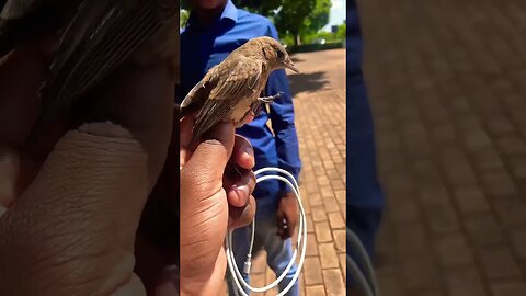 What Type Of Bird Is This? #Shorts #Wildlife #Birdie #BirdWatching #BirdsOfInstagram #Birds