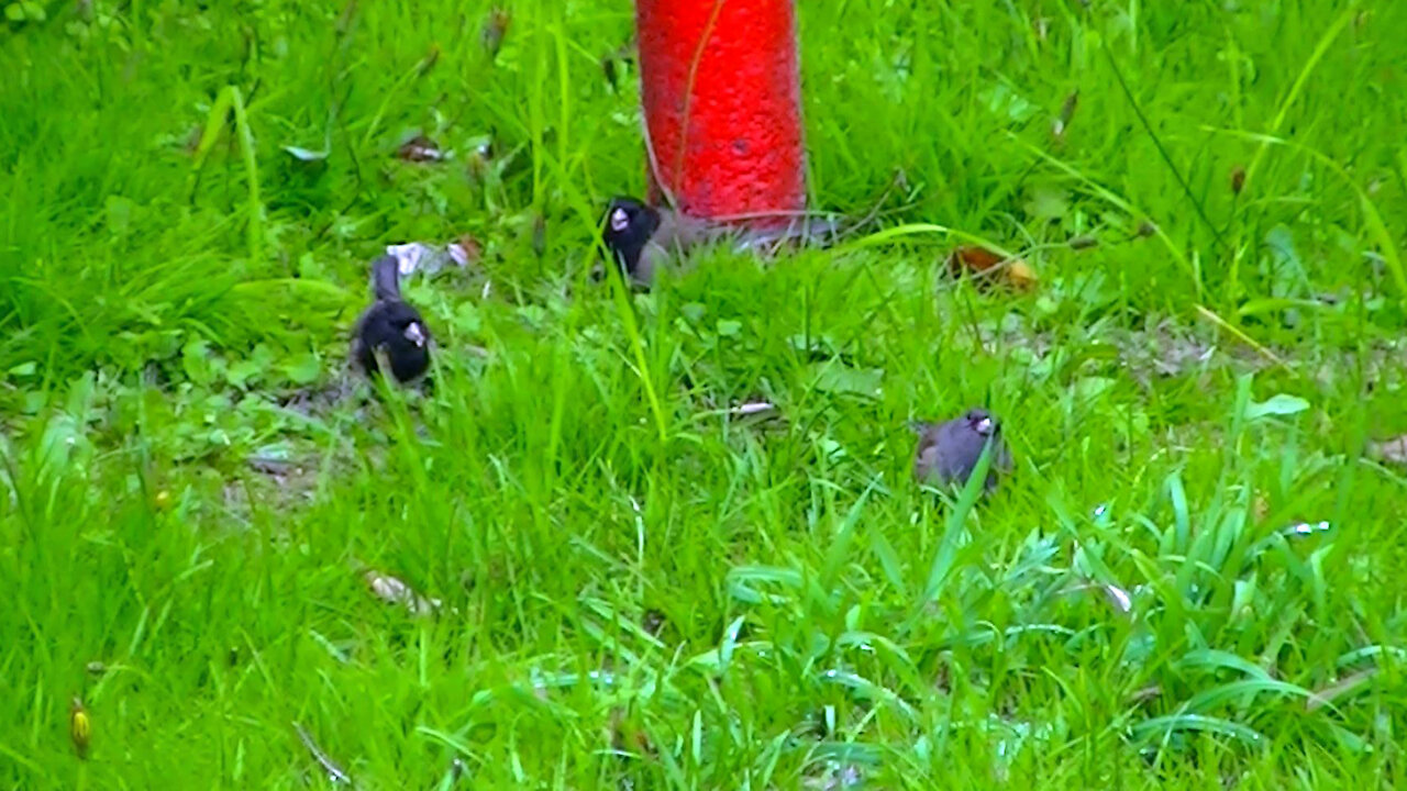 IECV NV #483 - 👀Junco's Looking For Seeds On The Ground A House Sparrow In The Food Dish🐤11-7-2017