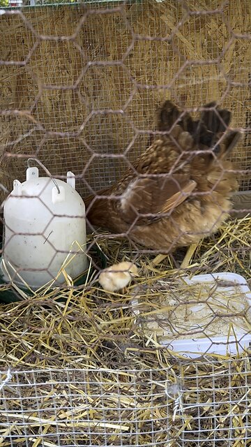 Momma Hen With Her Babies 🐥 #ChamberlinFamilyFarms #chickens #chicks #poultry